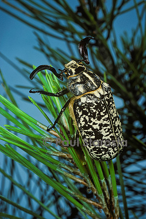Polyphylla fullo (hanneton foulon, hanneton des pins) - mâle