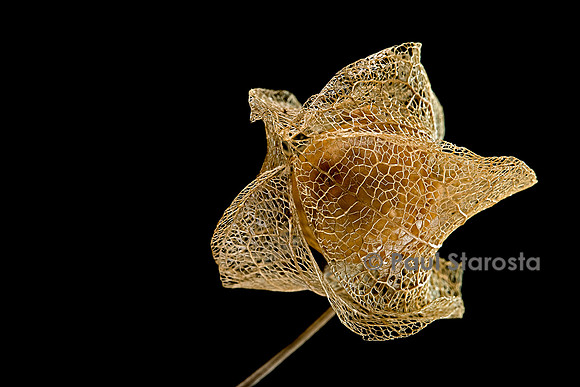Nicandra physalodes (faux-coqueret) - fruit