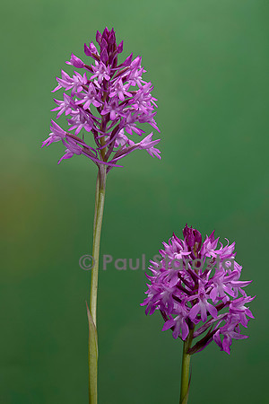 Anacamptis pyramidalis (orchis pyramidal)