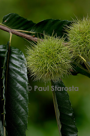 Castanea sativa (Châtaignier, châtaignier commun) - fruits (bogues)