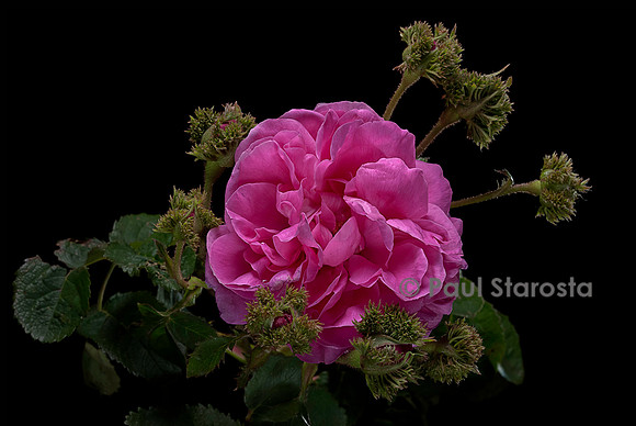 Rosa X centifolia ‘Cristata’ (chapeau de Napoléon)