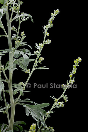 Artemisia absinthium (absinthe)