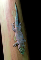 Phelsuma standingi
