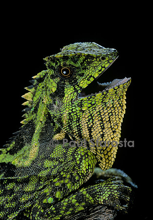 Gonocephalus kuhlii