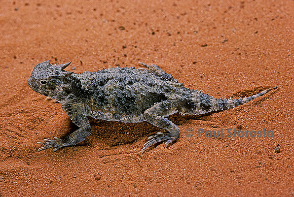 Phrynosoma platyrhinos (crapaud cornu)