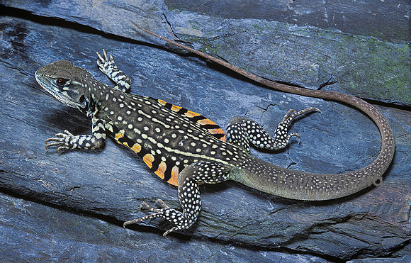 Leiolepis belliana (agame papillon)