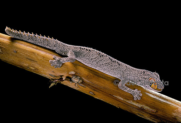 Diplodactylus ciliaris