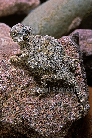 Phrynosoma modestum (crapaud cornu)