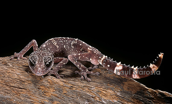 Paroedura masobe