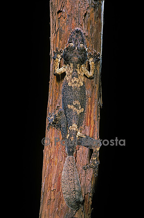 Uroplatus henkeli