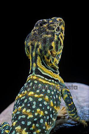 Crotaphytus collaris (iguane à collier)