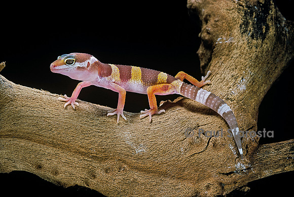 Eublepharis macularius f. albinos (gecko léopard)