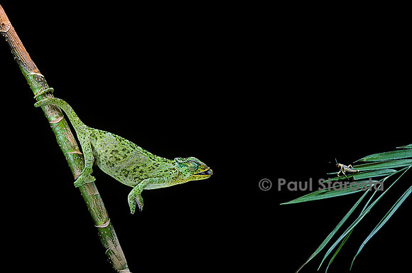 Chamaeleo johnstoni (caméléon de Johnston) - capturant un insecte