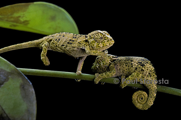 Chamaeleo johnstoni (caméléon de Johnston) - jeune
