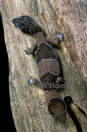 Hemitheconyx caudicinctus (gecko à deux têtes)