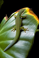 Phelsuma quadriocellata (gecko)