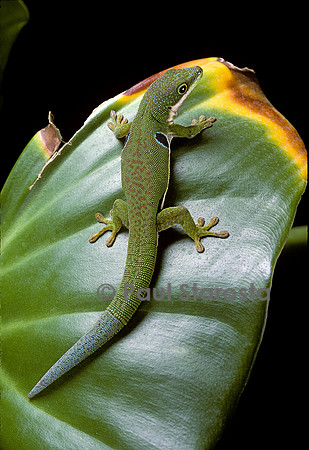 Phelsuma quadriocellata (gecko)