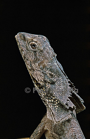 Chlamidausaurus kingii (lézard à colerette)
