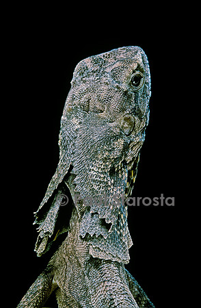 Chlamidausaurus kingii (lézard à collerette)