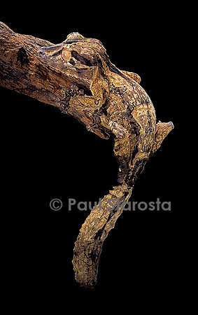 Uroplatus henkeli