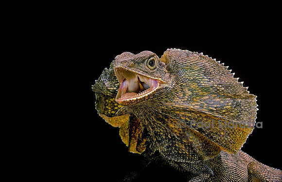 Chlamidausaurus kingii (lézard à collerette)
