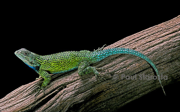 Sceloporus malachiticus
