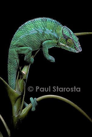 Chamaeleo pardalis (caméléon panthère)