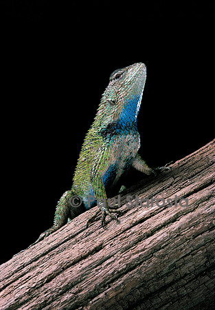 Sceloporus malachiticus