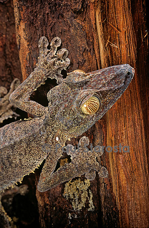 Uroplatus fimbriatus