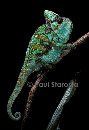 Chamaeleo calyptratus (caméléon casqué du Yémen)