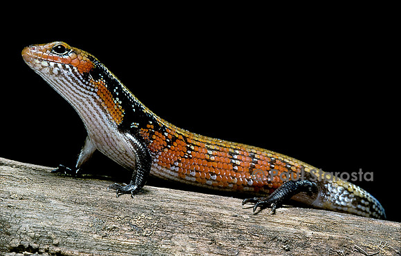 Molchus (Riopa) fernandi