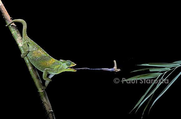 Chamaeleo johnstoni (caméléon de Johnston) - capturant un insecte