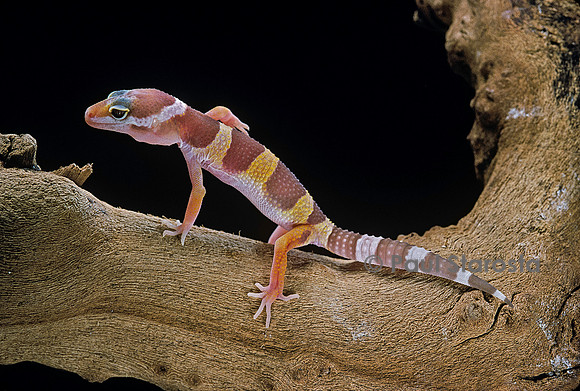 Eublepharis macularius f. albinos (gecko léopard)