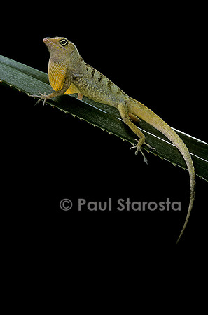 Anolis roquet salinei