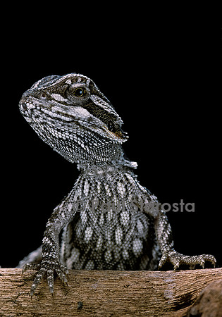 Pogona brevis - jeune