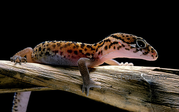 Coleonyx mitratus