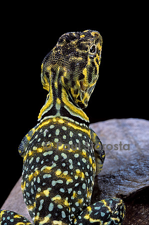 Crotaphytus collaris (iguane à collier)