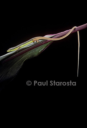Takydromus sexileatus