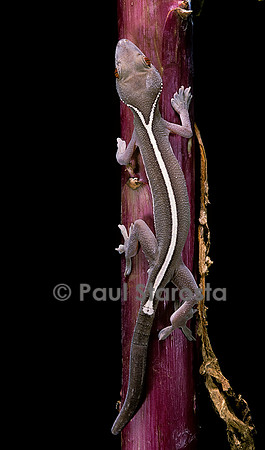 Gekko vittatus