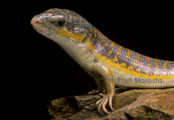 Eumeces schneideri (scinque berbère)