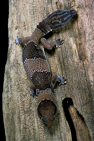 Hemitheconyx caudicinctus (gecko à deux têtes)