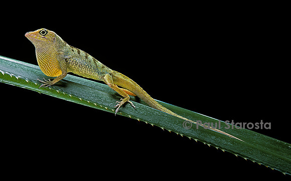 Anolis roquet salinei