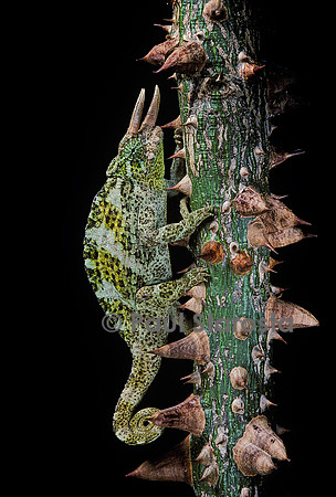Chamaeleon johnstoni (caméléon de Johnston)