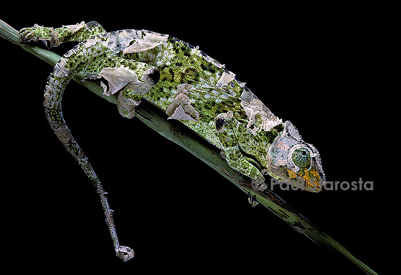 Chamaeleo johnstoni (caméléon de Johnston) - en mue