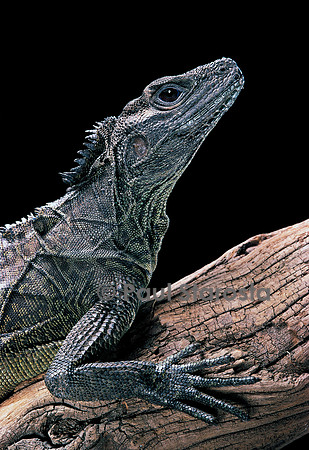 Hydrosaurus weberi