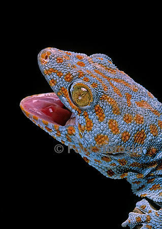 Gekko gecko (tokay)