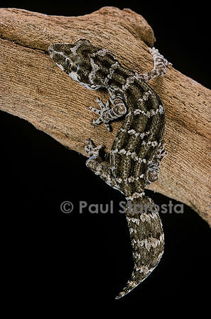 Teratolepis fasciata