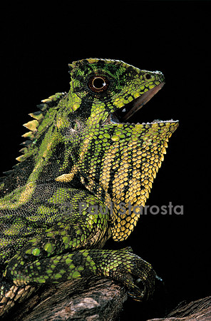Gonocephalus kuhlii