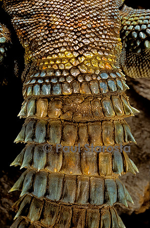 Uromastyx ornata (fouette-queue) - queue