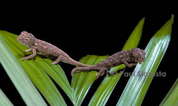 Furcifer oustaleti - jeune